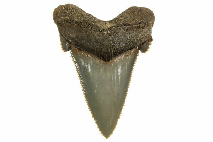 Serrated Angustidens Tooth - Megalodon Ancestor #321690